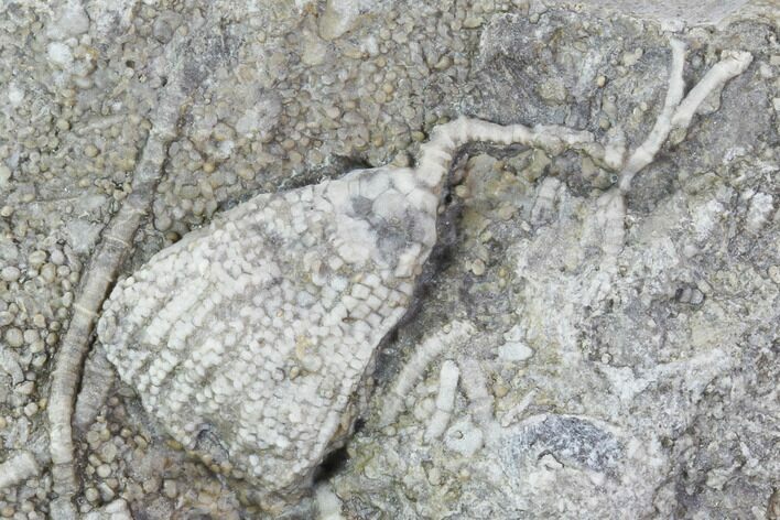 Crinoid (Aorocrinus) Fossil on Rock - Gilmore City, Iowa #102972
